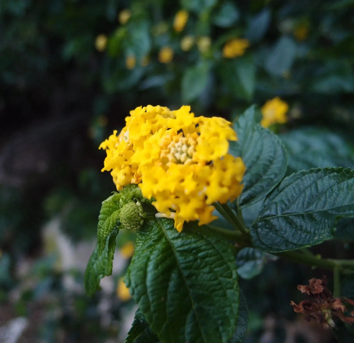 Mixed Flower Silver Circle Surround Pendant Necklace