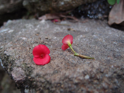 Poppy Oval Drop Earrings