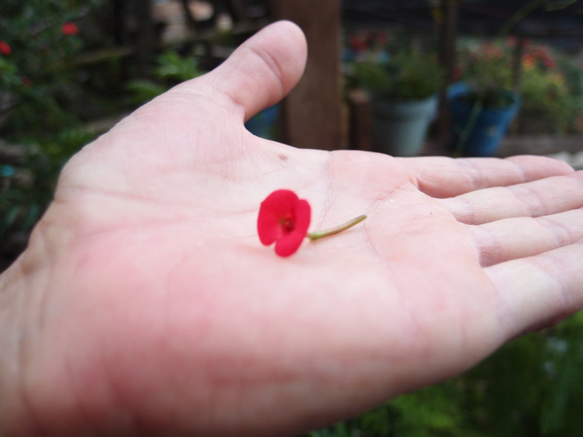 Pendientes de Corazón con Flores Variadas